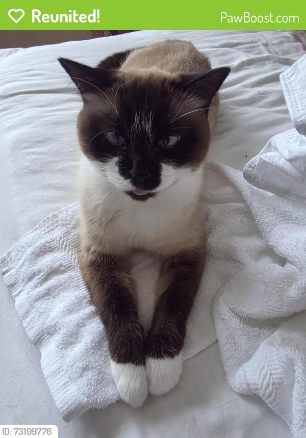 Reunited Female Cat last seen Near TIMESCAPE Ct, Las Vegas, NV 89123, Las Vegas, NV 89123