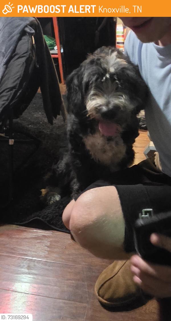 Found/Stray Female Dog last seen Thorngrove pike and Huckleberry, Knoxville, TN 37871