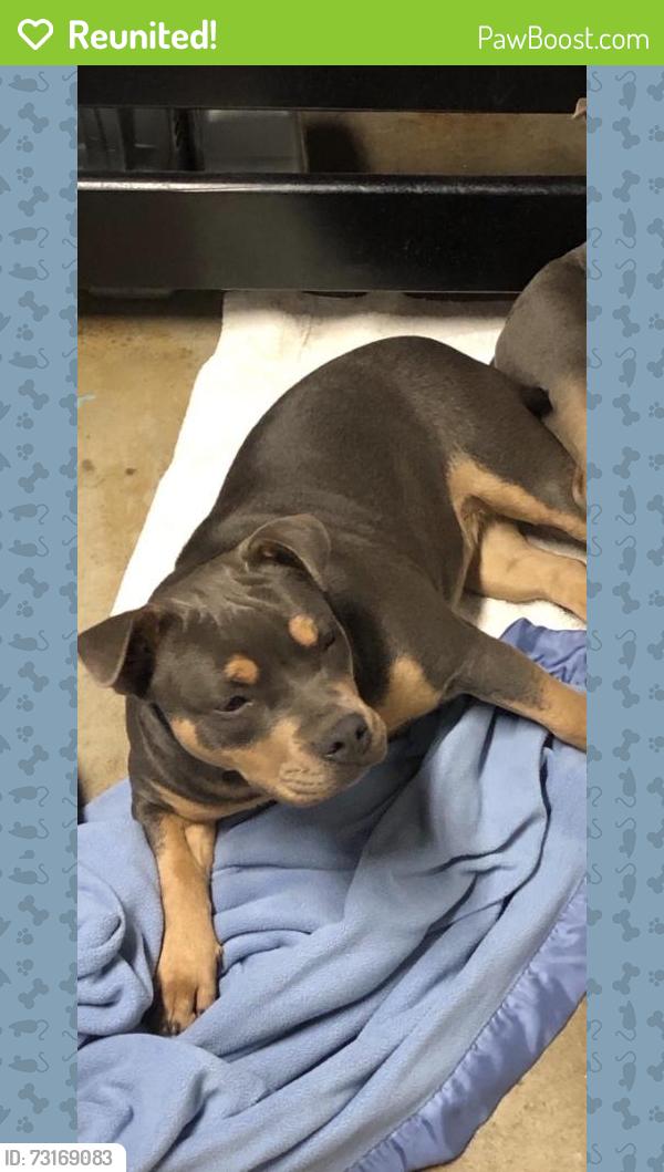 Reunited Female Dog last seen Bobolink Way, Pomona, CA 91767, USA, Pomona, CA 91767