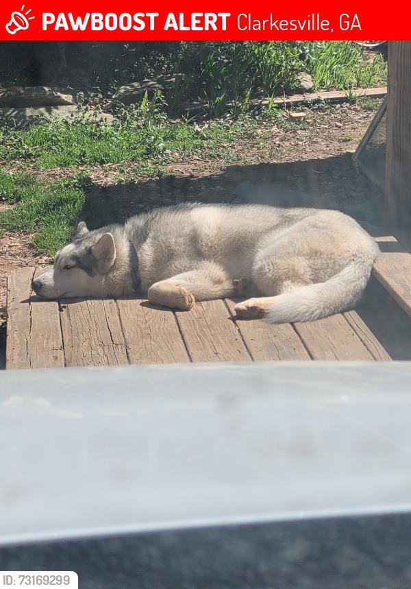 Lost Male Dog last seen Buckhorn rd, Clarkesville, GA 30523