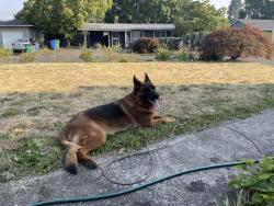 Reunited Female Dog last seen 115th and SE Pardee st, Portland, OR 97266