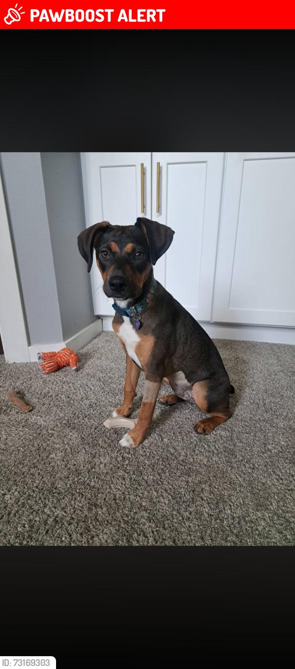 Lost Female Dog last seen Road, Jefferson County, MO 63049