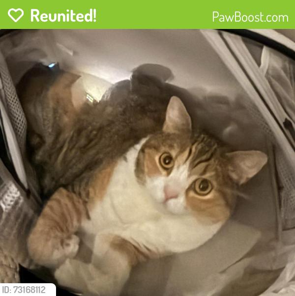 Reunited Female Cat last seen 46-17 Smart St., Queens, NY 11355