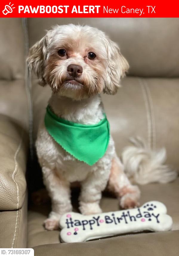 Lost Male Dog last seen Offida ln, New Caney, TX 77357