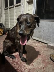 Reunited Female Dog last seen Villa Esta Circle st. and Flamingo, Macon, GA 31206
