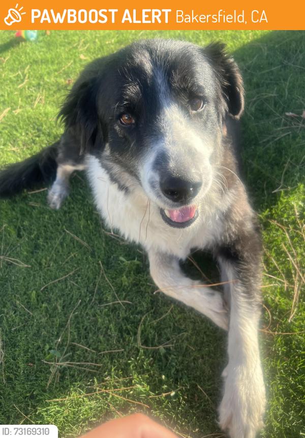 Found/Stray Male Dog last seen Monica and pioneer, Bakersfield, CA 93306