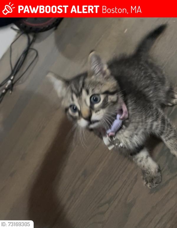 Lost Female Cat last seen Hecla st & Linden st, Boston, MA 02122