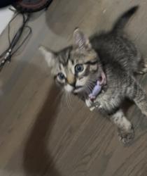 Lost Female Cat last seen Hecla st & Linden st, Boston, MA 02122