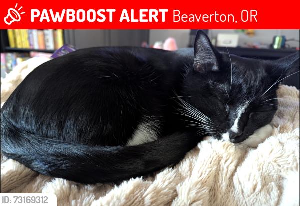 Lost Female Cat last seen 125th and Greenway, Beaverton, OR 97008