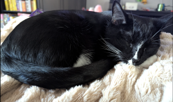 Lost Female Cat last seen 125th and Greenway, Beaverton, OR 97008
