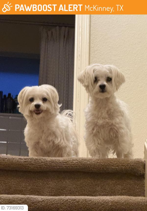 Found/Stray Male Dog last seen Ridge and Sidney, McKinney, 75070, McKinney, TX 75070