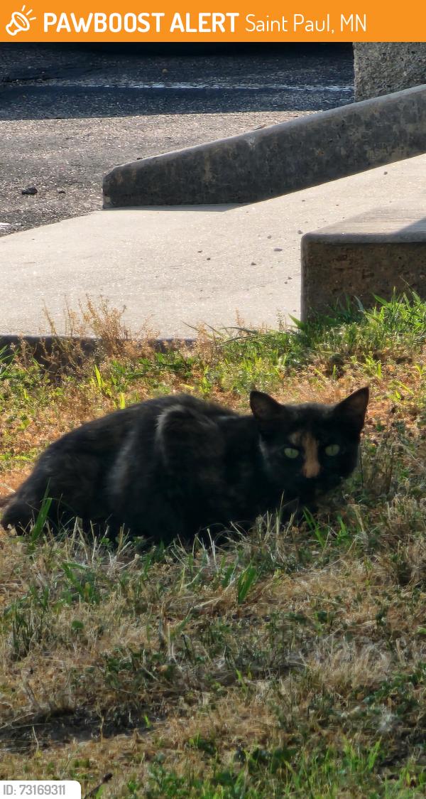 Found/Stray Unknown Cat last seen Corner of Cereal Disease Lab, Saint Paul, MN 55108