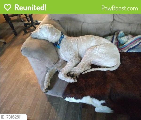 Reunited Male Dog last seen Rice st & I229, Sioux Falls, SD 57103