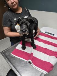 Reunited Female Dog last seen near Castleman Creek area, Hewitt, TX 76643