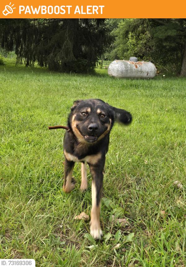 Found/Stray Male Dog last seen Kennedy rd coon hill rd, Henrietta Township, MI 49259