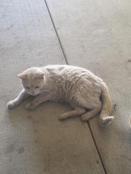 Reunited Unknown Cat last seen Gateway crossing apt, Tracy, CA 95304