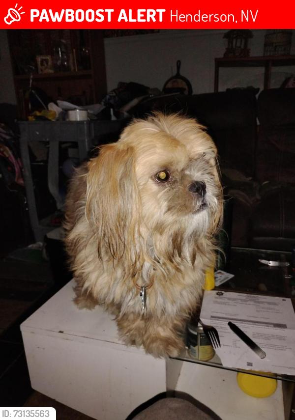 Lost Male Dog last seen Equestrian end near the desert, Henderson, NV 89002