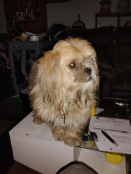 Lost Male Dog last seen Equestrian end near the desert, Henderson, NV 89002