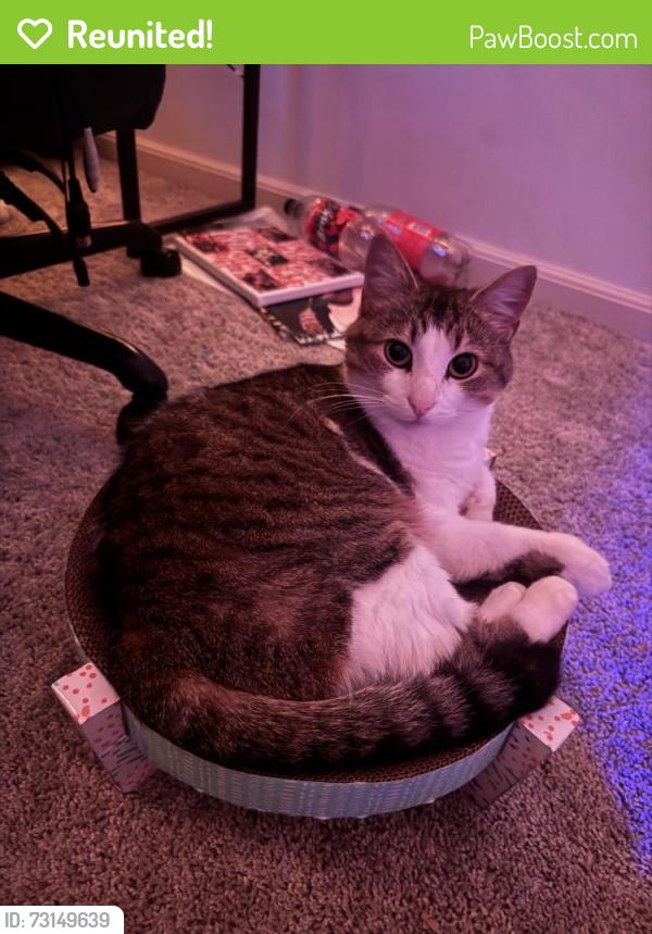 Reunited Female Cat last seen Near Lucas St, Rock Hill, SC 29730, USA, Rock Hill, SC 29730