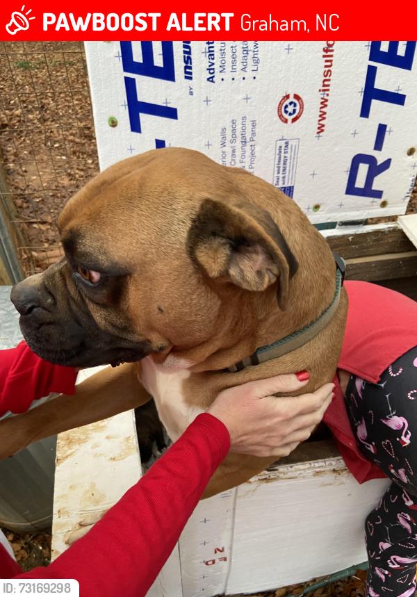 Lost Male Dog last seen Gina Lane a& Hwy87S Graham, NC, Graham, NC 27253