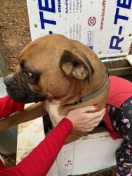 Lost Male Dog last seen Gina Lane a& Hwy87S Graham, NC, Graham, NC 27253