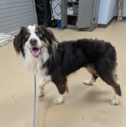 Shelter Stray Male Dog last seen N Indian Creek Dr & Rockbridge Rd Georgia 30032, 30032, GA, 3280 Chamblee Dunwoody Rd, Chamblee, GA 30341, USA