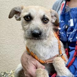 Shelter Stray Male Dog last seen , , CA, 1101 29th Ave, Oakland, CA 94601, USA