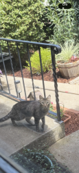 Reunited Female Cat last seen Hillmont and Linden, Auburn, CA 95603