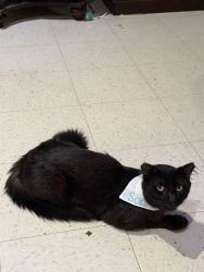 Lost Male Cat last seen N 29 street, McAllen, TX 78504