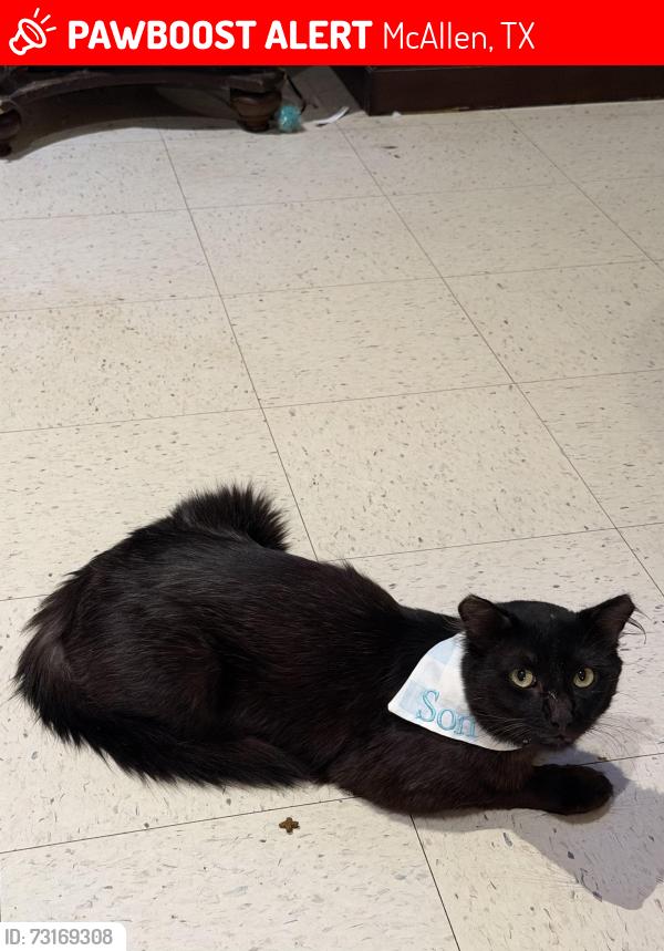 Lost Male Cat last seen N 29 street, McAllen, TX 78504