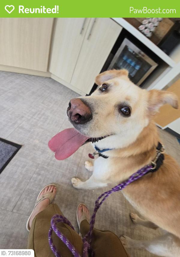 Reunited Male Dog last seen Six forks and loft lane, Raleigh, NC 27609