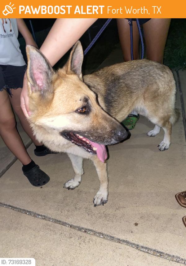 Found/Stray Female Dog last seen Family Dollar, Fort Worth, TX 76112