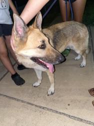 Found/Stray Female Dog last seen Family Dollar, Fort Worth, TX 76112