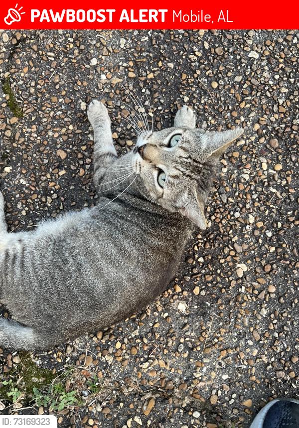 Lost Male Cat last seen Government and Demetropolis, near the DMV, Mobile, AL 36693