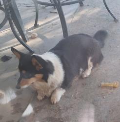 Lost Female Dog last seen Near N 55th Dr & W Royal Palm Rd, Glendale, AZ 85302