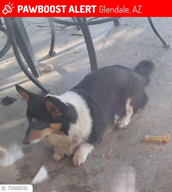 Lost Female Dog last seen Near N 55th Dr & W Royal Palm Rd, Glendale, AZ 85302