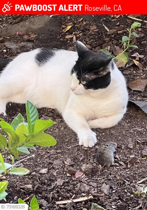 Lost Male Cat last seen Harrigan greens park, Roseville, CA 95747