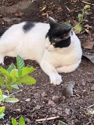 Lost Male Cat last seen Harrigan greens park, Roseville, CA 95747