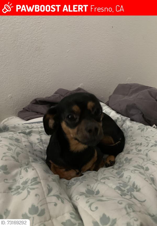 Lost Female Dog last seen Grocery outlet downtown, Fresno, CA 93721