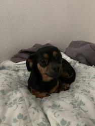 Lost Female Dog last seen Grocery outlet downtown, Fresno, CA 93721