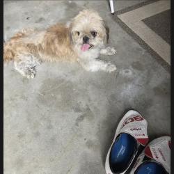Reunited Unknown Dog last seen Saddle drive Newport News va, Newport News, VA 23602