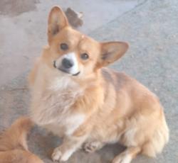 Lost Male Dog last seen Near N 55th Dr & W Royal Palm Rd, Glendale, AZ 85302