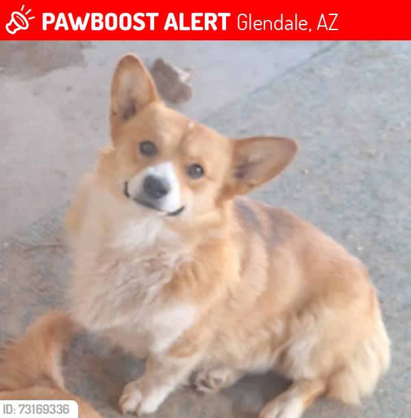 Lost Male Dog last seen Near N 55th Dr & W Royal Palm Rd, Glendale, AZ 85302
