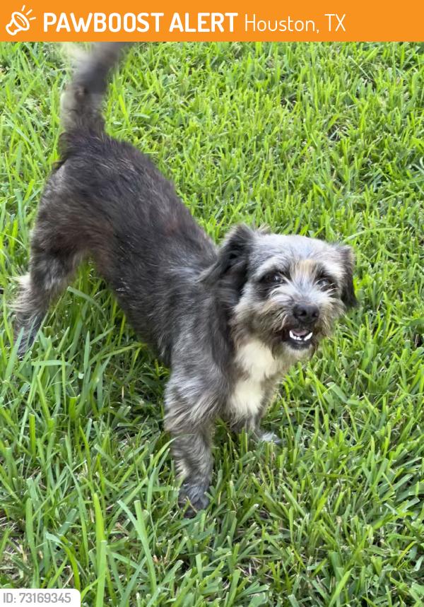 Found/Stray Male Dog last seen Chiswick and Tandy Park Way, Houston, TX 77047