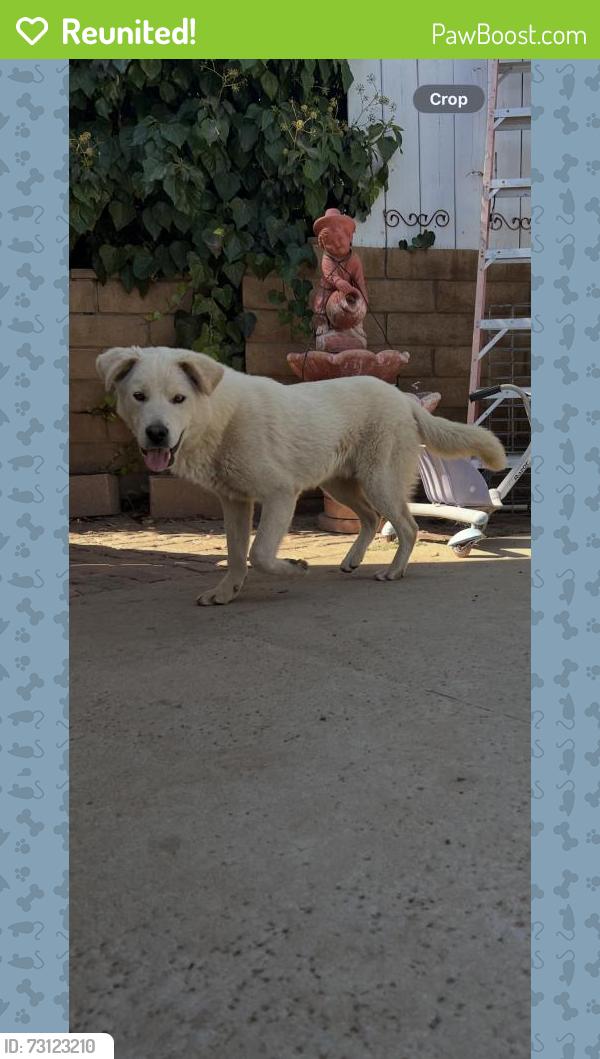 Reunited Male Dog last seen Near Morrison St, Moreno Valley, CA 92555, USA, Moreno Valley, CA 92555