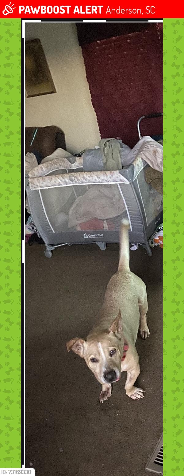 Lost Female Dog last seen Lemans dr by PAWS, Anderson, SC 29626