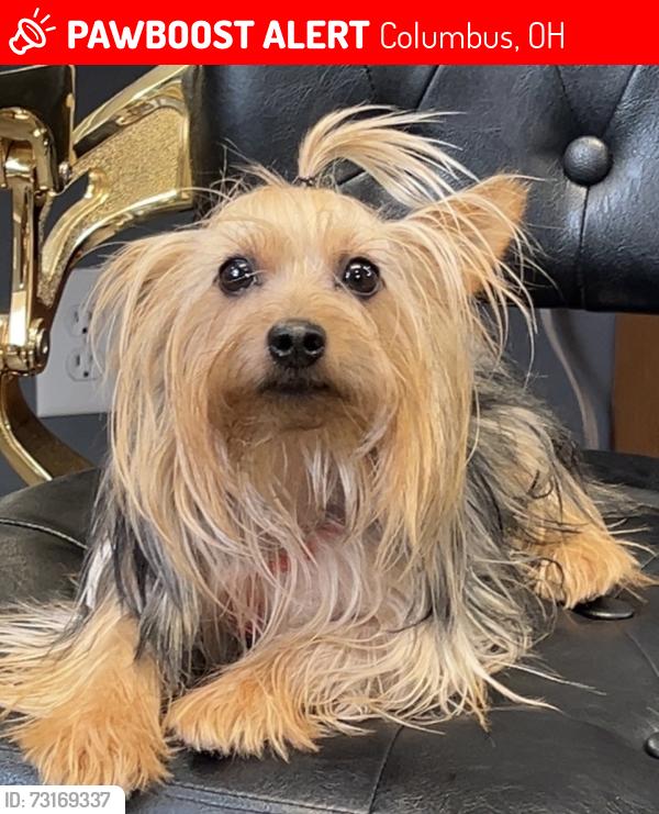Lost Male Dog last seen Maple canyon, Columbus, OH 43229