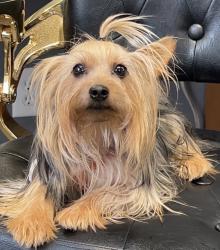 Lost Male Dog last seen Maple canyon, Columbus, OH 43229