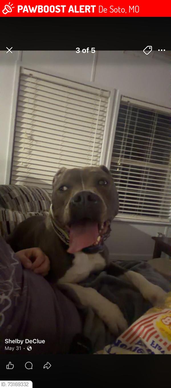 Lost Male Dog last seen Fletcher, De Soto, MO 63020