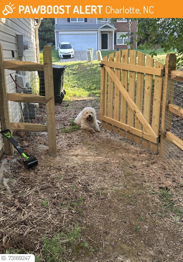 Found/Stray Unknown Dog last seen Near Haddington Dr NW, Charlotte, NC 28269